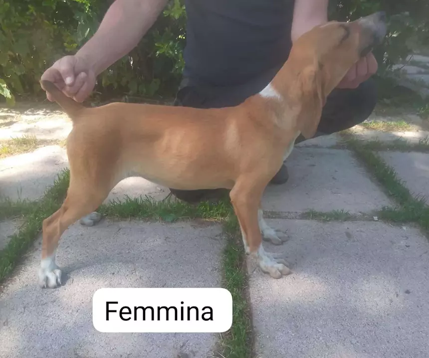 Foto 4 Segugi maremmani cuccioli di grandissima riuscita