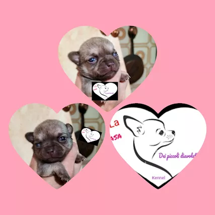 Cuccioli pronti alla prenotazione