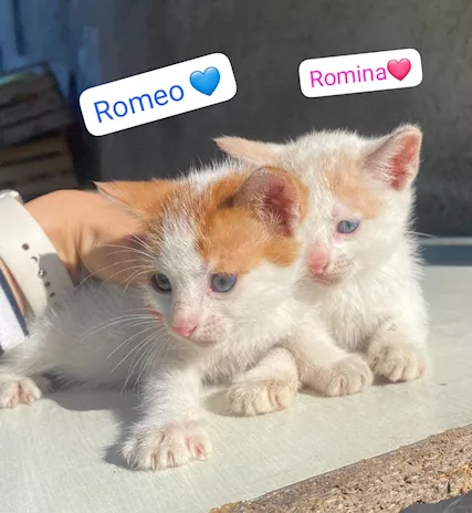Gattini di due e tre mesi in adozione