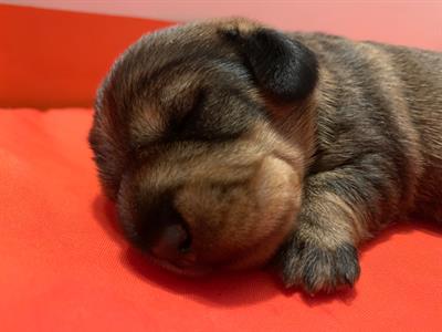 Cuccioli Razza bassotto nano a pelo duro, genitori visibili - Anteprima 1