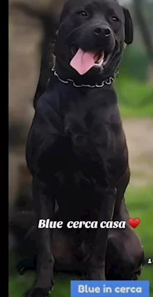 Molossino quasi 3 anni splendido aspetta casa PAVIA