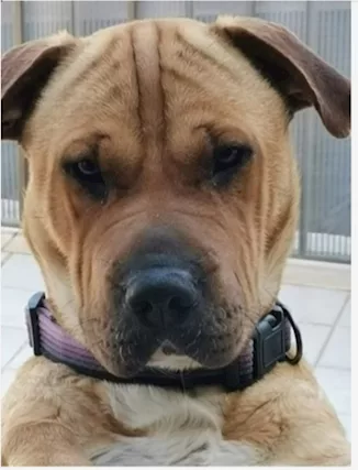 Simil Sharpei femmina aspetta da tanto... Sicilia
