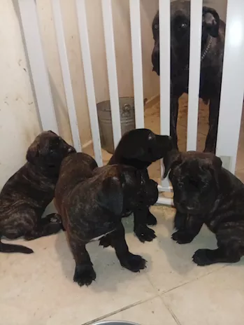Presa canario