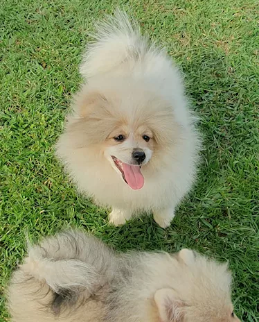 Volpino di pomerania