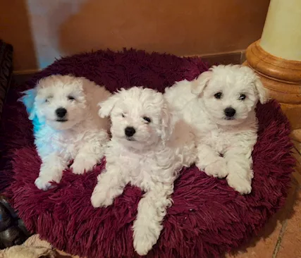 Bichon frisè