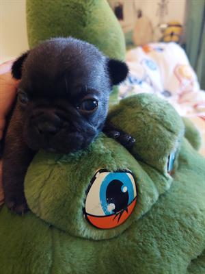 Cuccioli bouledogue francese