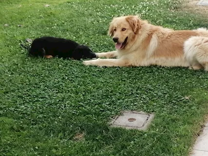 Ti senti sola Prendi un cucciolo di hovawart
