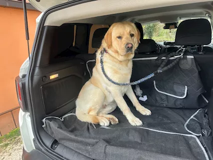 Labrador retriver, color miele - Foto 2