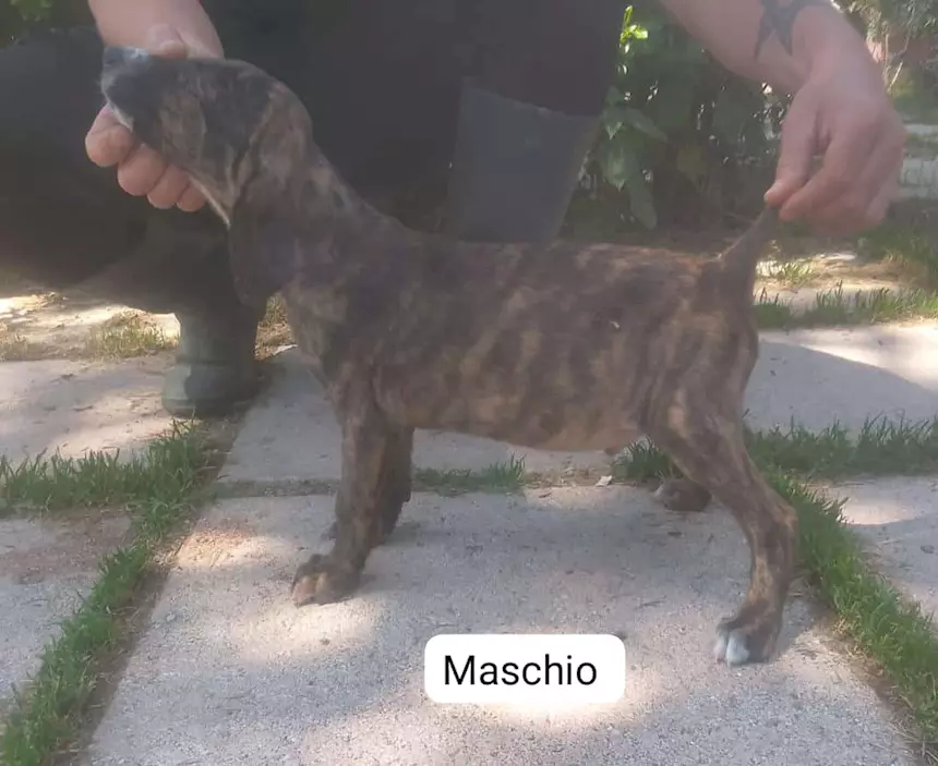 Foto 5 Segugi maremmani cuccioli di grandissima riuscita