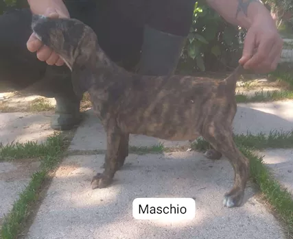 Segugi maremmani cuccioli di grandissima riuscita - Foto 5