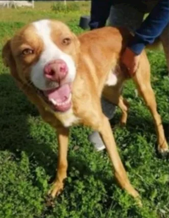Dennis adulto da anni in 1canilaccio CALABRIA