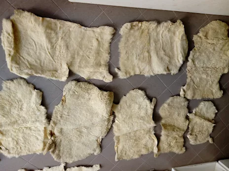 Pelli di agnello o pecora 16 pezzi nuove colore beige chiaro, ottimo stato - Anteprima 3