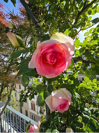 Il giardiniere del tuo terrazzo e giardino