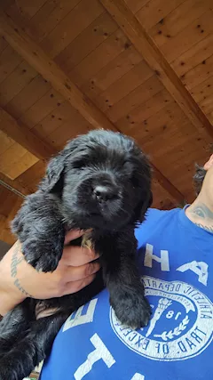 Cuccioli terranova
