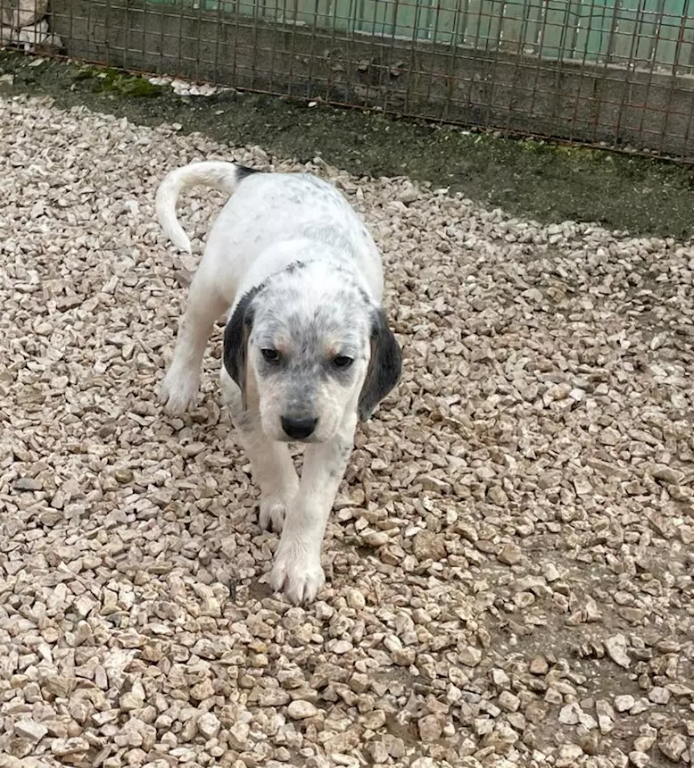 Foto 4 Sirya - Guardate che meraviglia: Penelope, taglia media