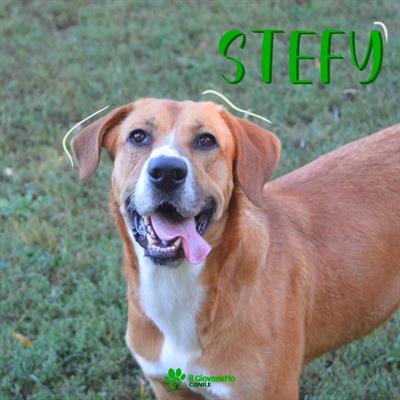 Affettuosa Stefy in Regalo, taglia media - Anteprima 1