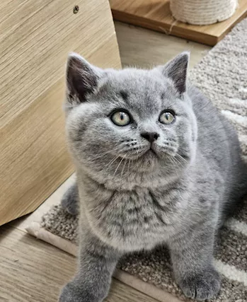 Gattini British Shorthair in adozione - Maschi e Femmine