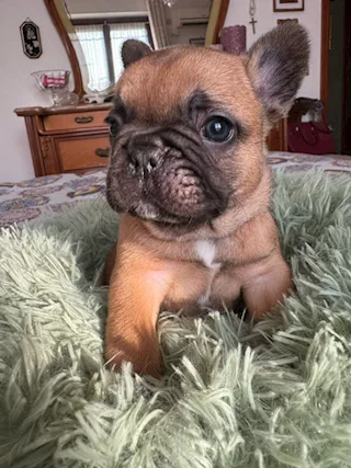 Bulldog francesi, color fulvo - Anteprima 1