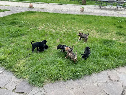 Cuccioli in cerca di una famiglia - Foto 6