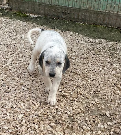 Sirya - Guardate che meraviglia: Penelope, taglia media - Foto 4