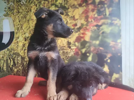 Cuccioli Razza pastore tedesco, a pelo lungo - Foto 3