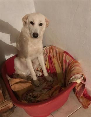 Oliver si trova in pensione a Milano