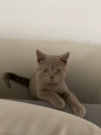  cucciolo British Shorthair.