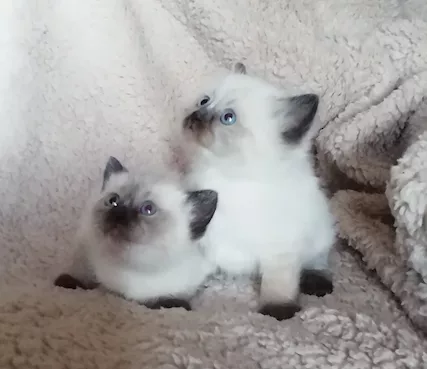 Vendo cuccioli di Razza Ragdoll nati in - Foto 4