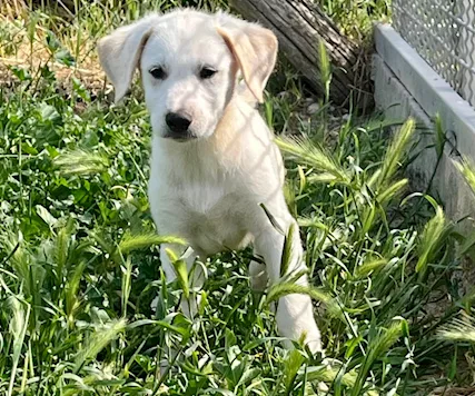 Cuccioli maschi 2 mesi e mezzo mix Labrador - Foto 2