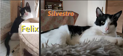 Felix & Silvestro, pupi meravigliosi
