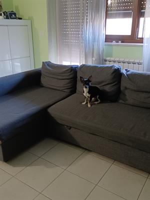 Cerco femmina Razza chihuahua, a pelo corto - Foto 3