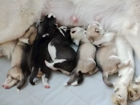 Cuccioli Siberian Husky