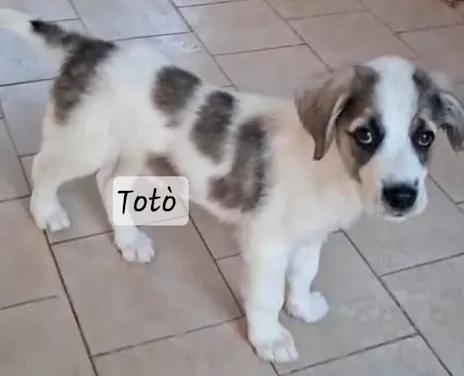 Totò .. guardate questo cucciolo meraviglioso