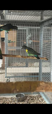 Pappagallo di Meyer