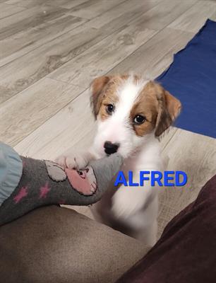 Cucciolo maschio di Jack Russell broken