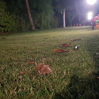 Manutenzione giardini