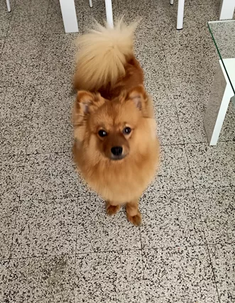 Spitz di Pomerania