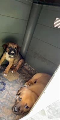 Cuccioli di cane - Foto 3
