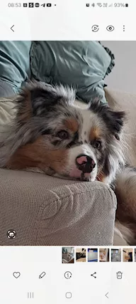 Australian shepherd - Foto 5