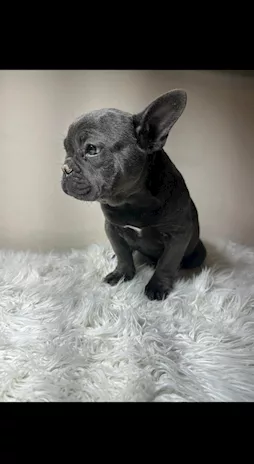 Bulldog Francesi cuccioli esotici