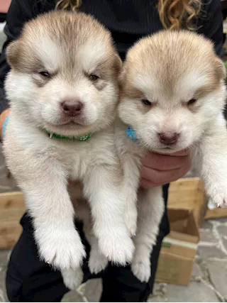 Cuccioli di alaskan malamute