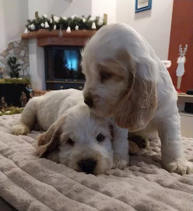 Cuccioli di cocker spaniel inglese