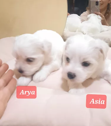 Cuccioli maltesi taglia piccola pelo liscio e riccio, tipologia che - Foto 2