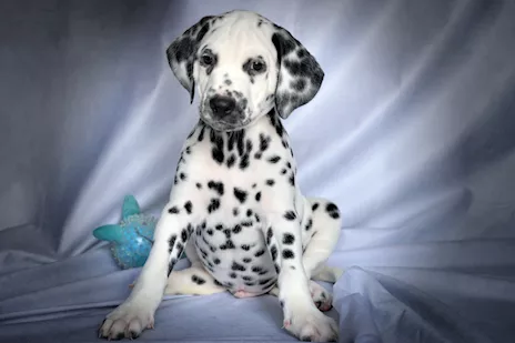 Cuccioli di razza Dalmata alta genealogia - Foto 5