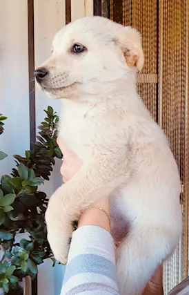 Sissi .. mai visto una cucciola più bella