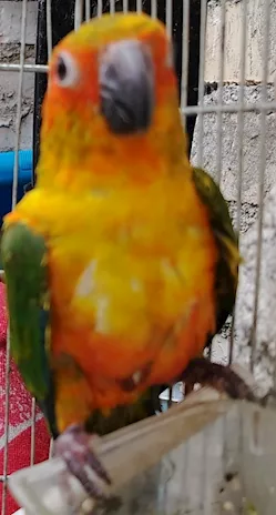 Pappagallo
