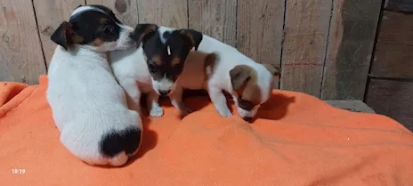 Cuccioli Razza Jack Russell - Foto 2