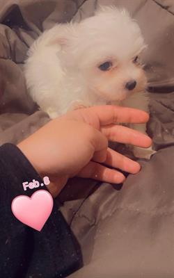 Cuccioli Razza maltese, peso 3 kg - Foto 5