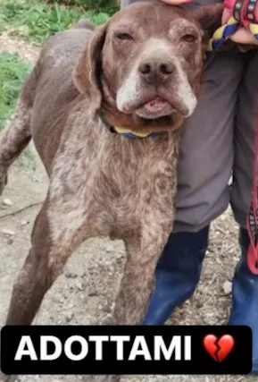 Bracco maltrattato anziano mollato ..x favore aiutiamolo SU