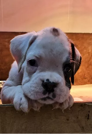 Bellissimi cuccioli di boxer - Foto 2